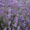 Magnesium Deodorant – Rosemary + Lavender