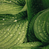 Green Tea + Patchouli Skin-Renewing Serum