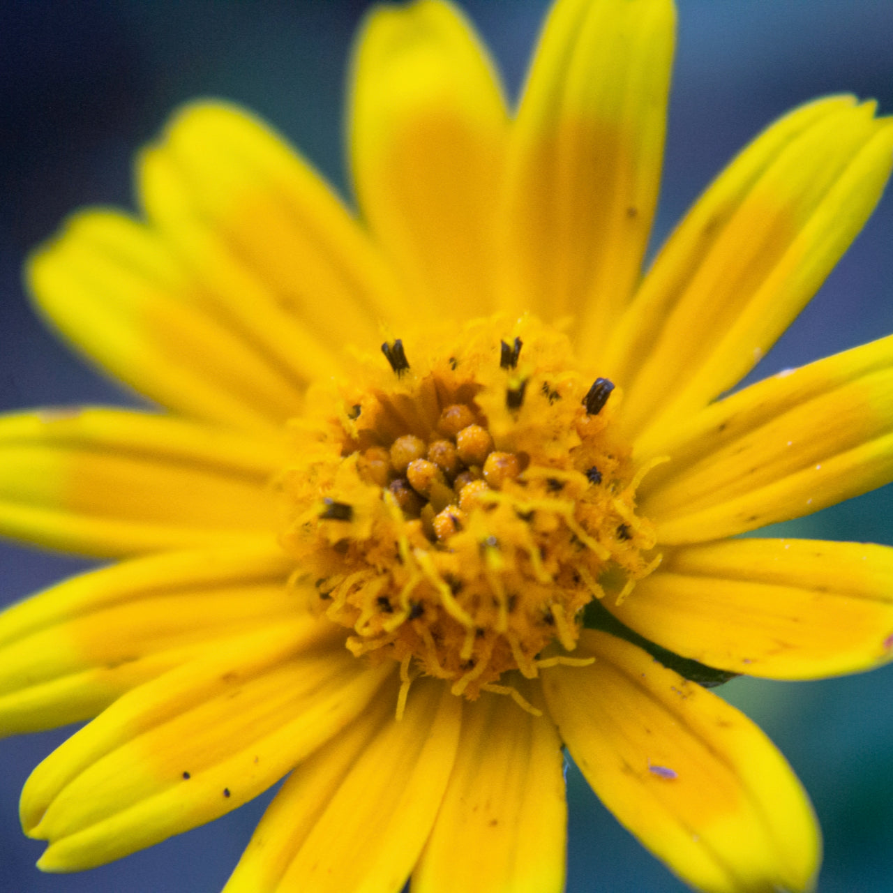 Magnesium Cream With Arnica - Lavender