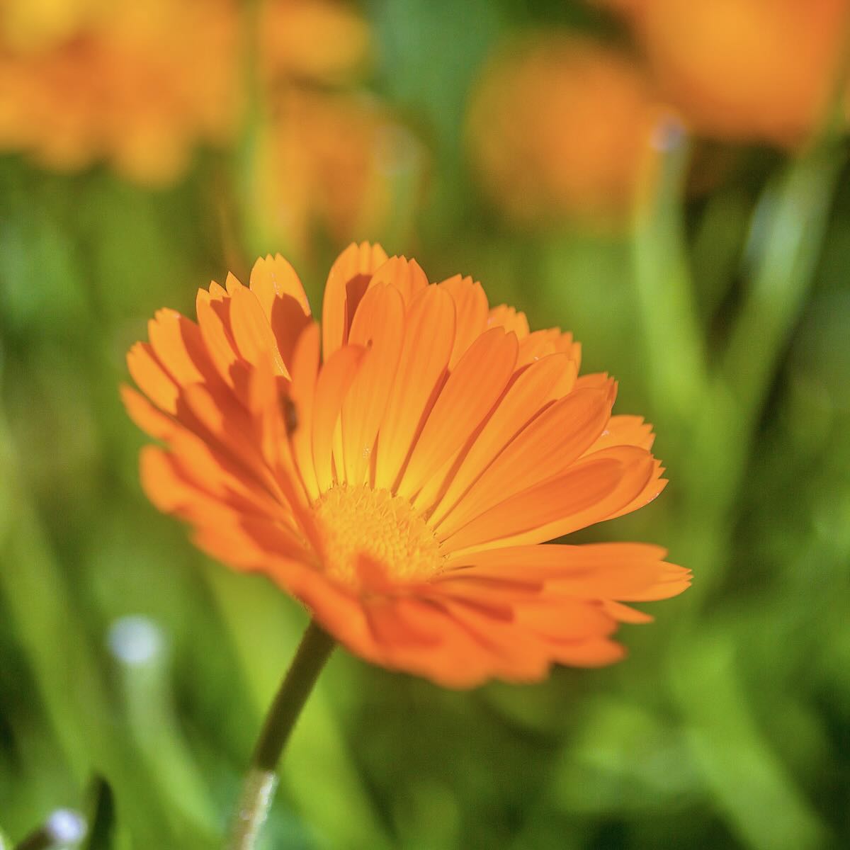 Anointment - Soothing Skin Ointment